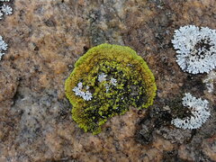 Polycauliona verruculifera