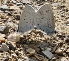 Celastrina echo
