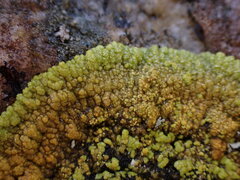 Polycauliona verruculifera