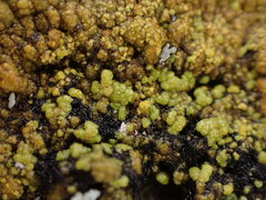 Polycauliona verruculifera