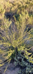 Cliffortia