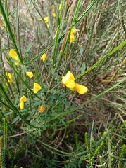 Cytisus scoparius image