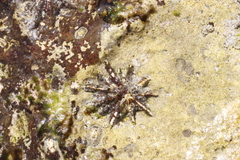 Scutellastra longicosta