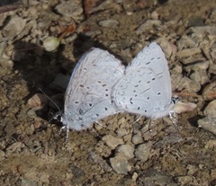 Celastrina echo