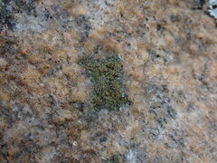 Protopannaria pezizoides