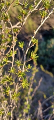 Cliffortia