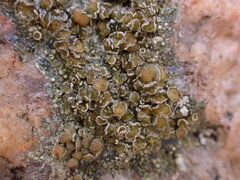 Protopannaria pezizoides