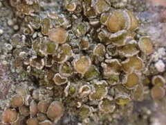 Protopannaria pezizoides