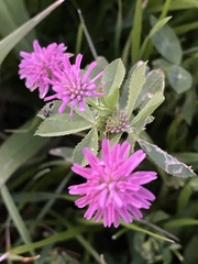 Trifolium resupinatum