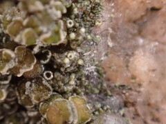 Protopannaria pezizoides