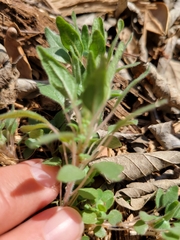 Parietaria pensylvanica