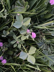 Trifolium resupinatum
