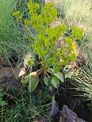 Kalanchoe paniculata
