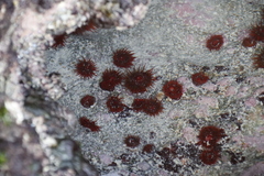 Pseudactinia flagellifera