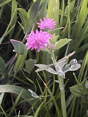 Trifolium resupinatum