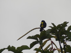 Ramphocelus flammigerus icteronotus