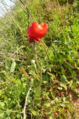 Ranunculus asiaticus