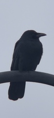 Corvus ossifragus