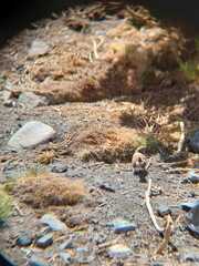 Ochetorhynchus ruficaudus