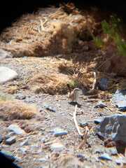 Ochetorhynchus ruficaudus