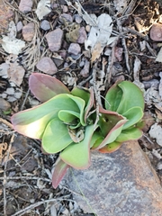 Kalanchoe paniculata