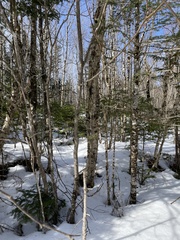 Acer pensylvanicum