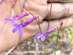 Lobelia tomentosa