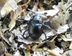 Anoplotrupes