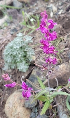 Streptanthus glandulosus glandulosus