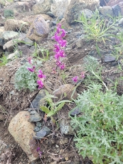 Streptanthus glandulosus glandulosus