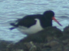 Haematopus ostralegus