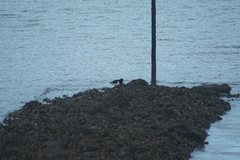 Haematopus ostralegus