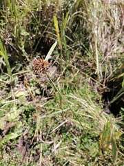 Cyperus congestus