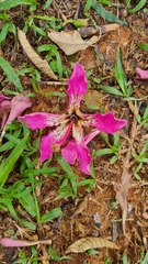 Ceiba speciosa