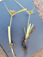 Cyperus congestus