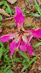 Ceiba speciosa