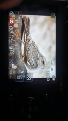 Chordeiles acutipennis