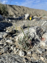 Eschscholzia minutiflora