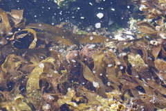 Octopus vulgaris
