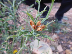 Genista tridentata