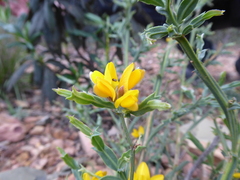 Genista tridentata