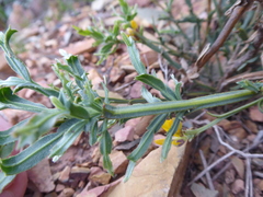 Genista tridentata