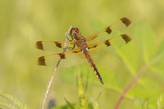 Libellula semifasciata