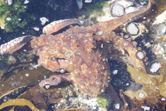 Octopus vulgaris