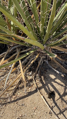 Yucca schidigera