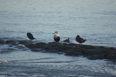 Somateria mollissima