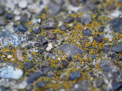 Polycauliona inconspecta