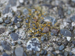 Polycauliona inconspecta