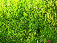 Dicranum howellii