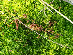 Dicranum howellii